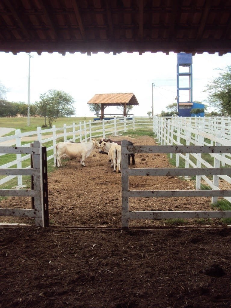 Flat Canarius Gravatá (32)