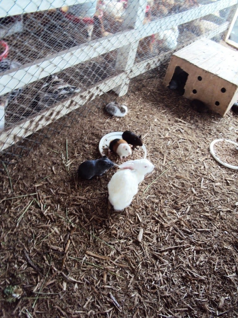 Flat Canarius Gravatá (34)