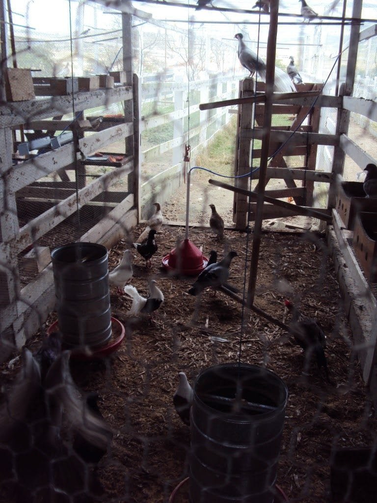 Flat Canarius Gravatá (37)