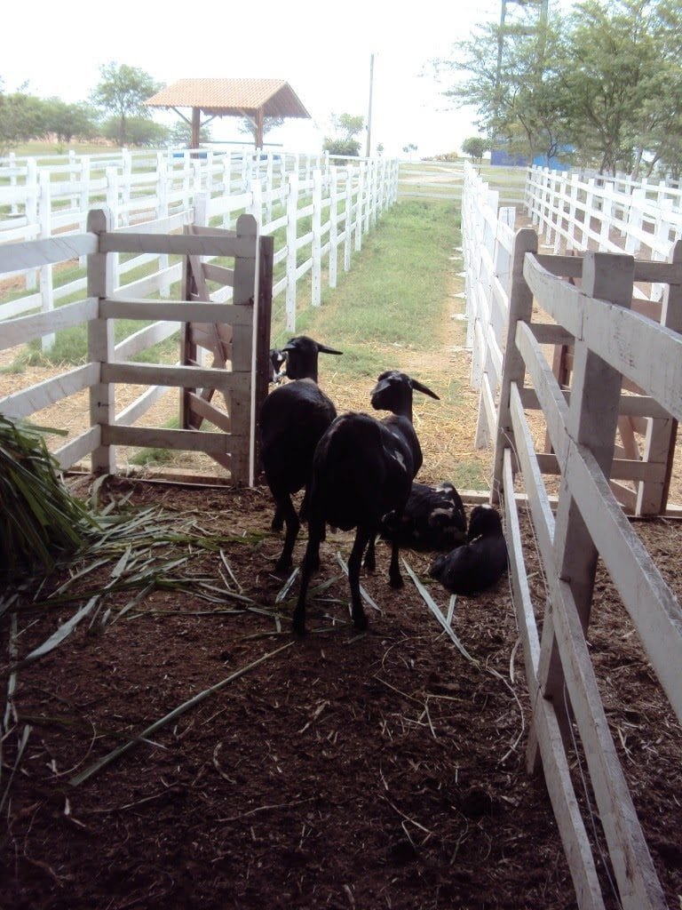 Flat Canarius Gravatá (39)