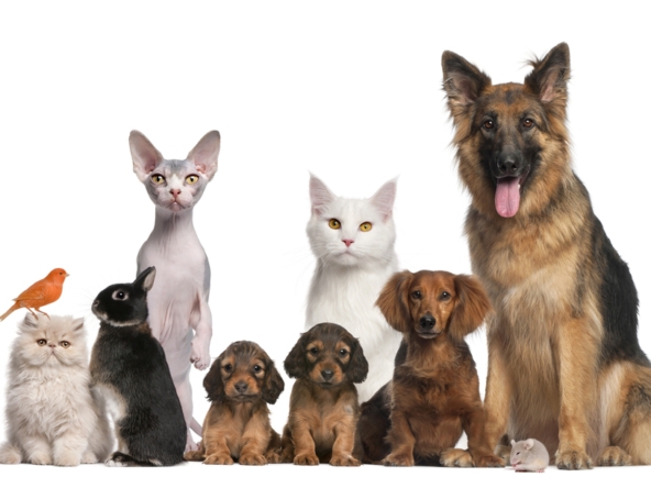 imagem mostra pets de diversos tamanhos. pets causam problemas entre vizinhos?